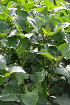 Yac&oacute;n, Smallanthus sonchifolius