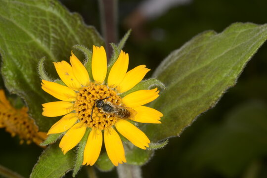 Yac&oacute;n, Smallanthus sonchifolius