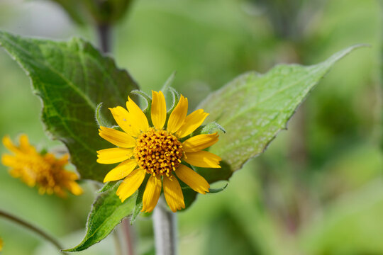 Yac&oacute;n, Smallanthus sonchifolius