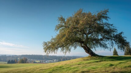 Obraz premium Majestic Solitary Tree on Rolling Hills with Clear Blue Sky and Vibrant Green Grass in Scenic Landscape During Autumn Afternoon