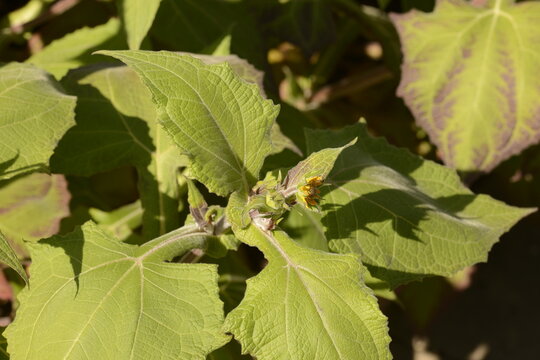Yac&oacute;n, Smallanthus sonchifolius