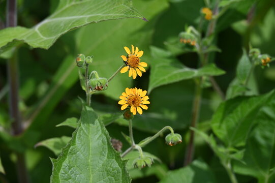 Yac&oacute;n, Smallanthus sonchifolius