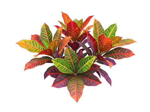 Moderne Croton-Pflanze