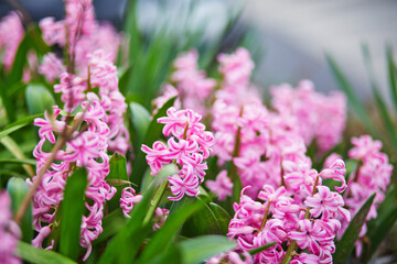 Obraz premium Vibrant spring flower bed with blooming pink hyacinths surrounded by various colorful flowers in soft sunlight