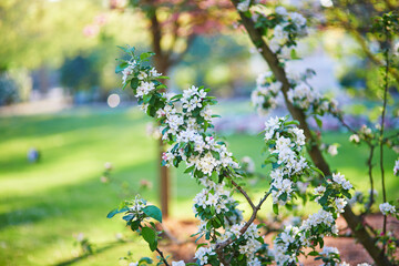 Close-up view of a magnolia tree with numerous pink flower buds beginning to bloom © Ekaterina Pokrovsky