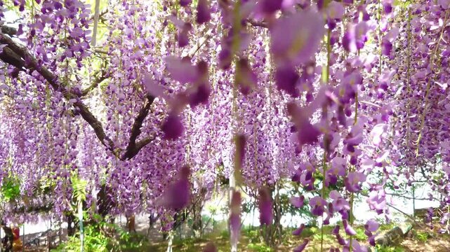 藤園（大分県宇佐市）