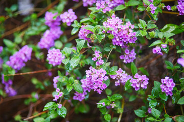 Fototapeta premium Closeup of blooming purple and white lantana flowers with green leaves after rain. Vibrant spring or summer floral background with fresh water drops