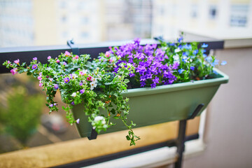 Close-up of a blooming flower box on a balcony with various vibrant flowers in shades of purple,...