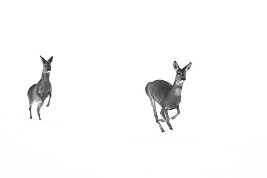 running deer in the snow b/w (260204-095)