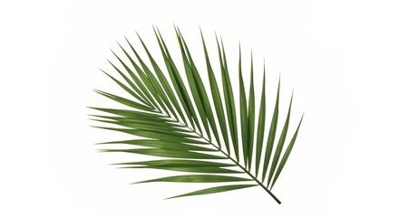 Obraz premium Minimalist Palm Leaf Isolated on a Clean White Background Emphasizing Nature s Elegant Simplicity