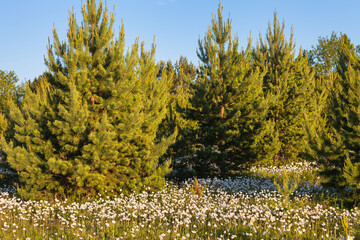 Obraz premium Beautiful summer landscape with multitude of blooming field anemones in green meadow at the edge of pine forest on sunny day at sunset. Natural background. Siberia, Buryatia, Tunka Nature Park, Arshan