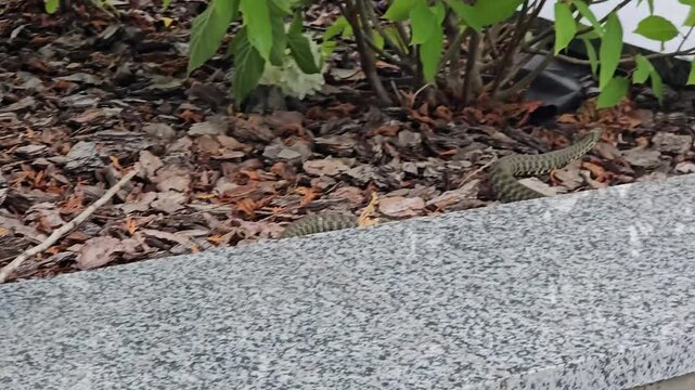 to touch a snake with a stick Man touching small poisonous dead snake viper on concrete surface with stick, Close-up