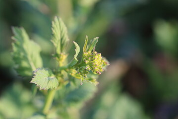 菜園に輝くからし菜の瑞々しい蕾