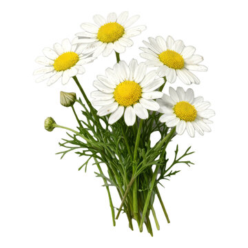 Cute bunch of chamomile flowers on tranpsparent background, daisy flowers clipart