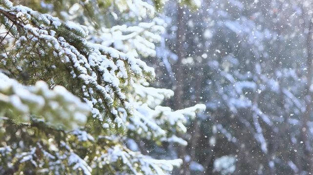 A winter landscape of white snow and sleet falling in a larch forest, a warm and beautiful Christmas background.

