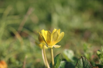シンプルで可憐なヒメリュウキンカの接写
