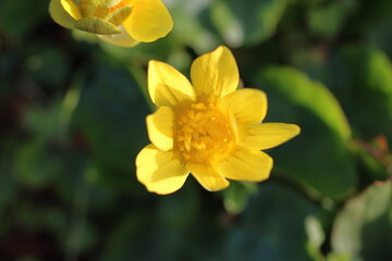 鮮やかな黄色が美しいヒメリュウキンカ