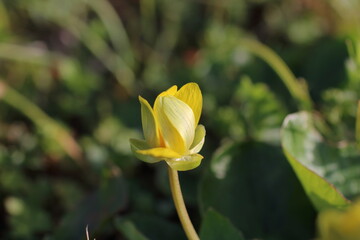 春の光を浴びて輝くヒメリュウキンカの花