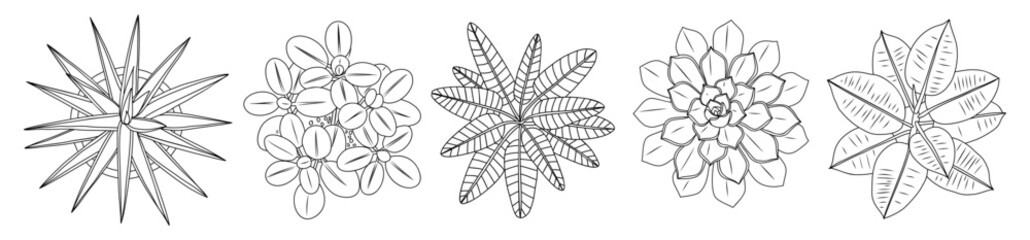 Top down view line art drawing set of individual house plants in minimalist black outline style, botanical details. Hand drawn vector illustration isolated on transparent background © Creative_Juice_Art