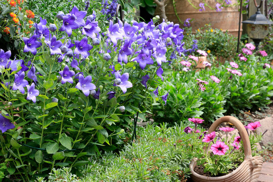 Ballonblume (Platycodon grandiflorus) im Blumenbeet