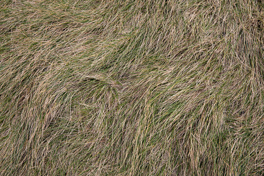 Close-up view of dry grass blades swaying in the wind, creating a natural abstract pattern