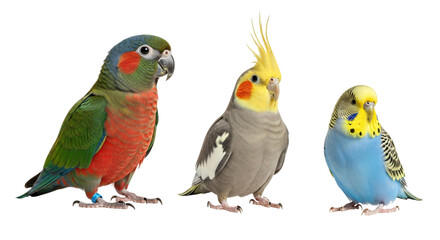 Naklejka premium Three colorful parakeets standing side by side isolated on transparent background