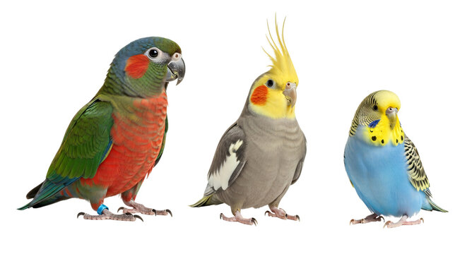 Three colorful parakeets standing side by side isolated on transparent background