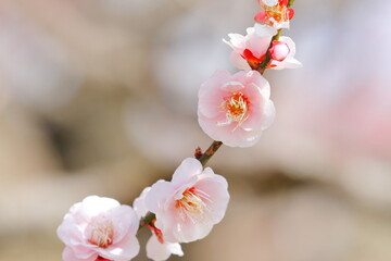 梅の花（見驚）