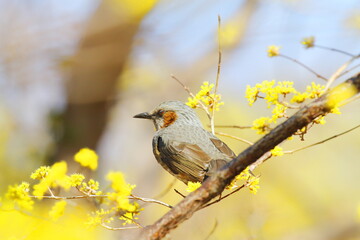 サンシュユに止まるヒヨドリ