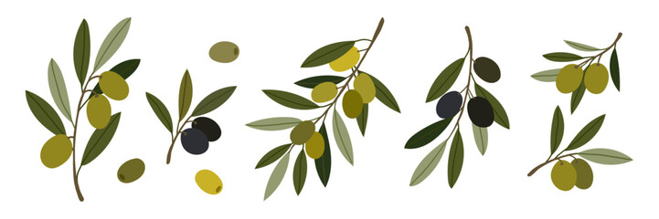 Set of olive branch with black and green olives and leaves. Fresh organic Mediterranean food isolated on a white background. Vector flat botanical elements. © Svitla