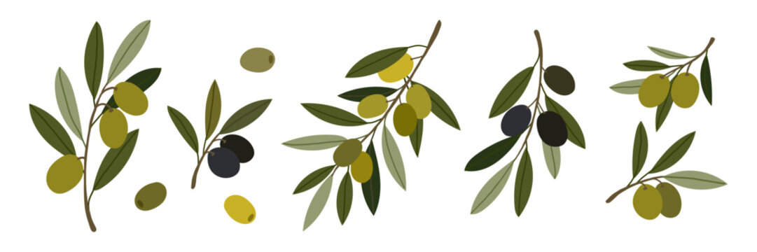 Set of olive branch with black and green olives and leaves. Fresh organic Mediterranean food isolated on a white background. Vector flat botanical elements.