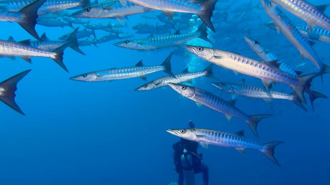 Close-up of a school of Great Barracudas swimming around a silhouette of diver. A mesmerizing vortex of barracuda passages in clear blue water. Seabed exploration, marine ecosystem, underwater nature