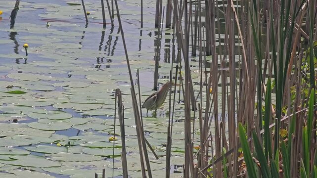 Ixobrychus minutus Little bittern hunting in pond. It catches a frog. Eurasian coot tries to take the prey away. The bittern hides itself in bush cane