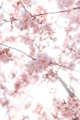 Obraz premium 河津桜