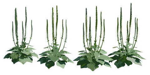 A cluster of vibrant green plantain stalks with lush broad leaves © Sanjoy