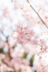 Obraz premium 河津桜