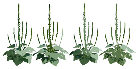 Illustration of plantain weeds with distinctive seed spikes and broad leaves © Sanjoy