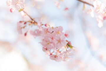 Naklejka premium 河津桜
