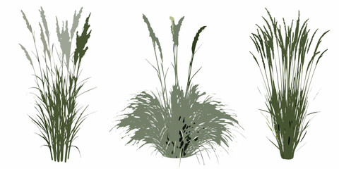 Stylized illustration of various green grasses and foliage arrangements © Sanjoy