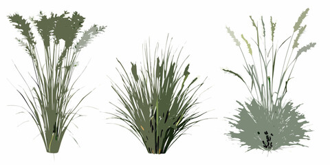 Illustrative depiction of three different types of grasses and foliage © Sanjoy