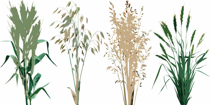 Illustration of various grasses and grains in different colors