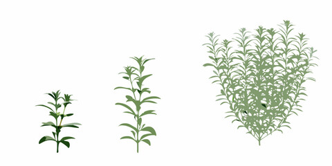Illustration showing the progressive growth stages of a leafy green plant © Sanjoy