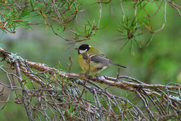 Fototapeta premium Aves silvestres en la Sierra de Guadarrama en invierno
