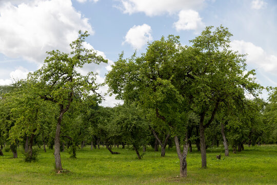 an old apple orchard with abandoned trees that are not being cared for, planted in rows of trees in the orchard in the summer season