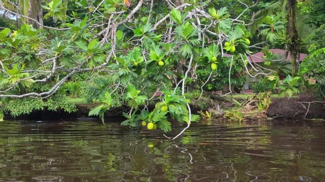 Breadfruit tree with green fruits overhanging a tropical riverside in Tortuguero, Costa Rica, reflecting in calm water near a lush garden and wooden house.