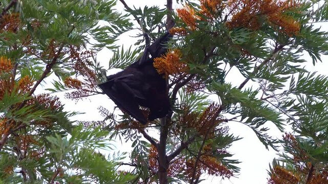 A wild flying-fox hanging upside down in a silky oak tree, actively feeding on the nectar of the flowers, close up shot.