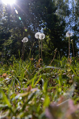 white dandelion balls in the sunlight in the park in the spring season, several ripe dandelion flowers in the park in the sunlight