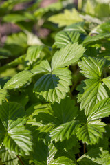 strawberry with green leaves before planting in the field, a large number of strawberry sprouts growing together in sunny, warm weather