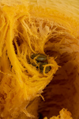 pumpkin cut in half with soft juicy flesh and lots of seeds without husks, sliced pumpkin with baking pulp and healthy and nutritious seeds