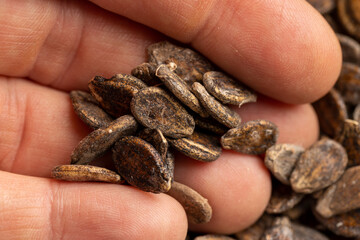 hold dried watermelon seeds during storage to prepare and plant seedlings before the next season, spotted dry brown hard watermelon seeds